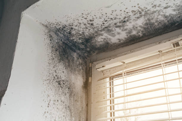 Affordable Mold Inspection And Testing solutions in Indian Head, MD